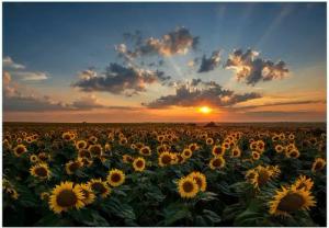 Wallario Vliestapete Sonnenblumenwiese vor Wolken mit Sonnenuntergang, Seidenmatte Oberfläche, hochwertiger Digitaldruck, in verschiedenen Größen erhältlich