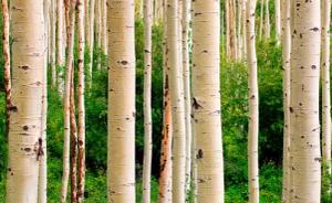 Papermoon Fototapete "Aspen Woods in Summer"