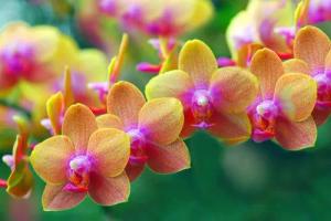 Papermoon Fototapete "Goldene Orchideen"