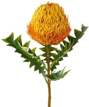 Künstliche Zimmerpflanze Deko-Zweig 68cm BANKSIA, Gasper GmbH