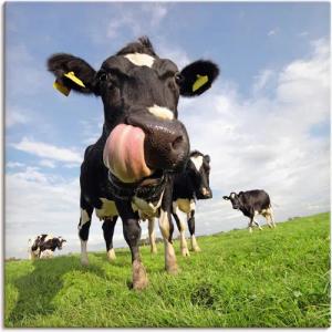 Artland Wandbild "Holstein-Kuh mit gewaltiger Zunge", Haustiere, (1 St.), als Alubild, Outdoorbild, Leinwandbild, Poster, Wandaufkleber
