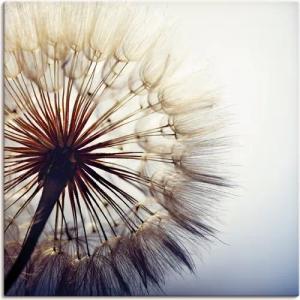 Artland Wandbild "Große Pusteblume", Blumen, (1 St.), als Alubild, Outdoorbild, Leinwandbild, Poster, Wandaufkleber