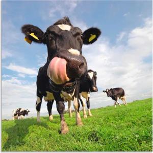 Artland Wandbild "Holstein-Kuh mit gewaltiger Zunge", Haustiere, (1 St.), als Alubild, Outdoorbild, Leinwandbild, Poster, Wandaufkleber
