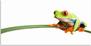 Artland Wandbild "Frosch auf einem Blatt", Wassertiere, (1 St.), als Alubild, Outdoorbild, Leinwandbild, Poster, Wandaufkleber