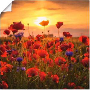 Artland Wandbild "Mohnblumen im Abendlicht", Blumen, (1 St.), als Alubild, Outdoorbild, Leinwandbild, Poster, Wandaufkleber