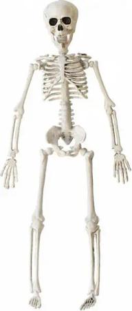 Horror-Shop Dekoobjekt Halloween Skelett 40 cm - Beweglich