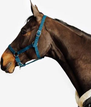Halfter Schooling blau
