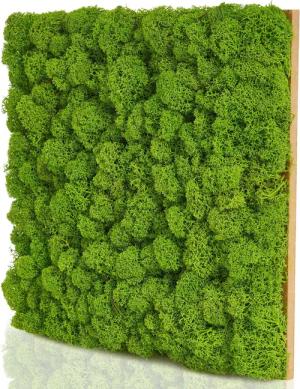 naturewalls Wandpaneel Moospaneele BASIC 25x25 -