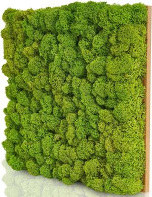 naturewalls Wandpaneel Moospaneele PREMIUM 25x25 -Moosbild