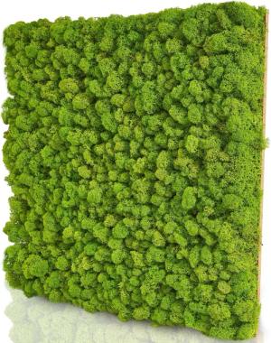naturewalls Wandpaneel Moospaneele PREMIUM 50x50 -Moosbild