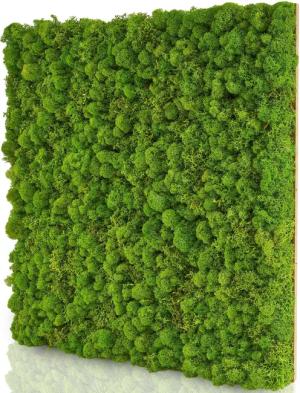 naturewalls Wandpaneel Moospaneele BASIC 50x50 -