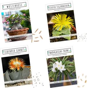 HappySeed Blumensamen Exotische Kakteen Samen mit