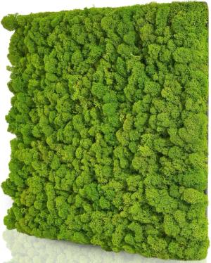 naturewalls Wandpaneel Moospaneele Flex 50x50 -