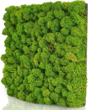 naturewalls Wandpaneel Moospaneele Flex 25x25 -