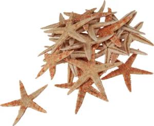 Viana Bastelnaturmaterial Seestern Natur Deko Maritim