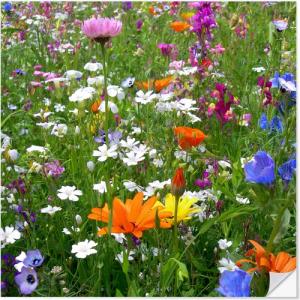 Posterlounge Wandfolie blackpool, Blumenwiese, Fotografie