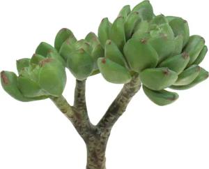 Kunstkaktus Sukkulente Echeveria künstlich Grün Deko