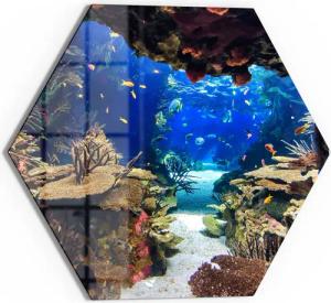 DEQORI Glasbild 'Exotisches Aquarium', 'Exotisches Aquarium',