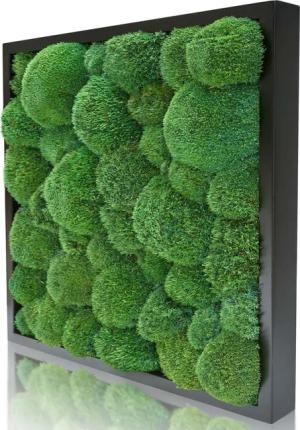 naturewalls Bild Moosbild Kugelmoos - Pflanzenbild