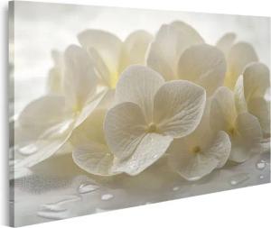 islandburner Leinwandbild, Sanfte weiße Blumen mit