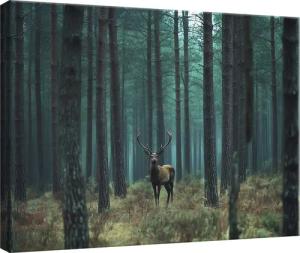Wallarena Leinwandbild Wald Hirsche Natur Landschaft