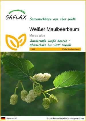 SAFLAX Blumensamen SAFLAX - Samen -