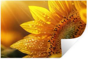 MuchoWow Wandsticker Sonnenblume - Tautropfen -