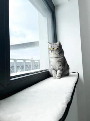 Ollesch Katzenliege Fensterbankauflage für Katzen 90