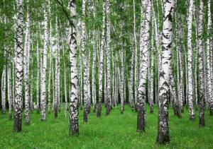 Papermoon Fototapete "Summer Birch Forest"