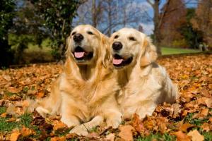 Papermoon Fototapete "Golden Retriever"