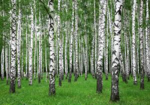 Papermoon Fototapete "Summer Birch Forest"