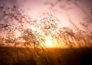 Papermoon Fototapete "Summer Dry Grass"