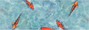 Primaflor-Ideen in Textil Vinyl-Läufer "Küchenläufer KOI, Made in Belgium", rechteckig, 2,5 mm Höhe, Küchenläufer aus Vinyl, abwischbar, Motiv Koi Fisch, Küche