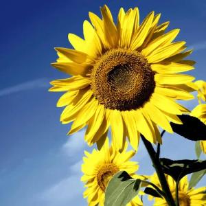 HOME FASHION Papierserviette 20 Servietten Sunflower
