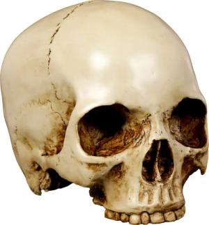 Figuren Shop GmbH Dekoobjekt Menschlicher Totenkopf
