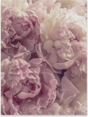 Wallarena Poster Blumen Rosen Wohnzimmer Schlafzimmer
