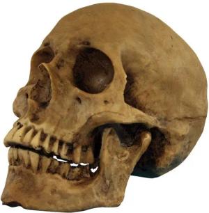 Horror-Shop Dekofigur Antik aussehender Totenschädel