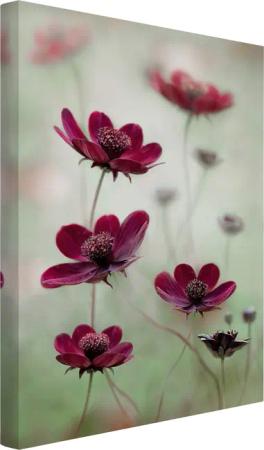 Bilderdepot24 Leinwandbild Blumen Modern Pinke Kosmeen