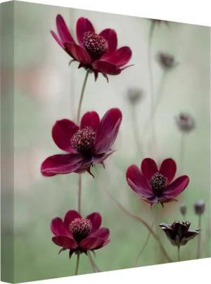 Bilderdepot24 Leinwandbild Blumen Modern Pinke Kosmeen