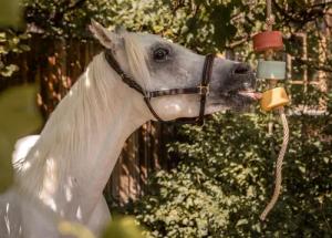 Lolly-Lick, 3er SET "PRO IMMUN", inkl. GRATIS Aufhäng-Seil