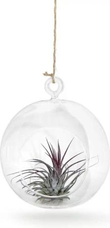 meinvipshop Hängedekoration Glaskugel 1er-Set mit Tillandsien (Set, 1er Set mundgeblasene Glaskugeln 12cm Ø mit einer echten Tillandsia)