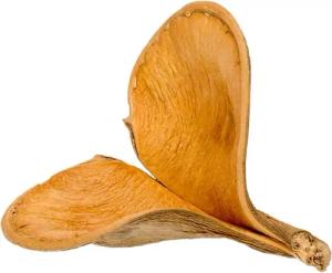 NaDeco Bastelnaturmaterial Elefanten Ohr 2 Lappig, Länge ca. 13-15 cm Xylia xylocarpa