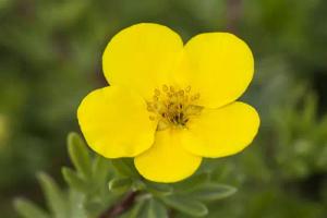 Pflanzen für Dich Bodendecker Potentilla 'gelb', 1 St., Fingerstrauch, Fünffingerstrauch, gelbblühend, kompaktwuchs