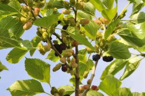 Pflanzen für Dich Gehölze Morus nigra, 1 St., Schwarze Maulbeere, Maulbeerbaum