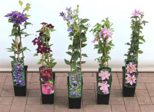 Pflanzen für Dich Kletterpflanze Clematis Hybride Blekitny Aniol, 1 St., Waldrebe, Clematis, blauviolett, langblühend