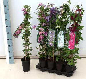 Pflanzen für Dich Kletterpflanze Clematis Hybride Blekitny Aniol, 1 St., Waldrebe, Clematis, blauviolett, langblühend