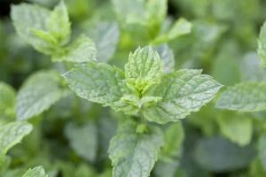 Pflanzen für Dich Staude Mentha spic. Maroccan, 1 St., Marokkanische Minze, Grüne Minze