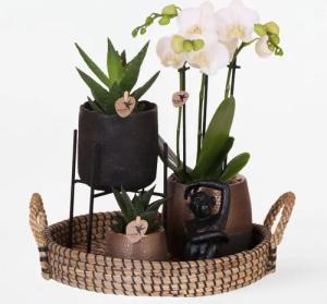 Plant in a Box - Geschenkset Orchidee 'Copper XL' - Phalaenopsis - Höhe 35cm