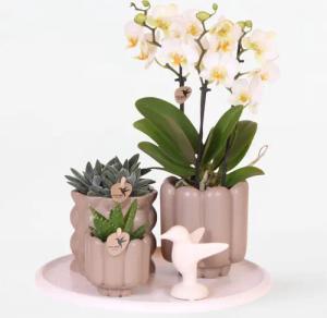 Plant in a Box - Geschenkset Orchidee 'White Tray XL' - Phalaenopsis - Höhe 35cm