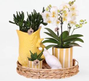 Plant in a Box - Geschenkset Orchidee 'Yellow XL' - Phalaenopsis - Höhe 35cm
